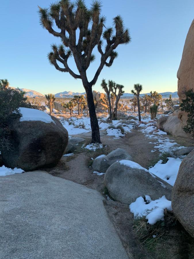 Popular Homestead! Location, Stargaze, Views! Joshua Tree Exteriér fotografie