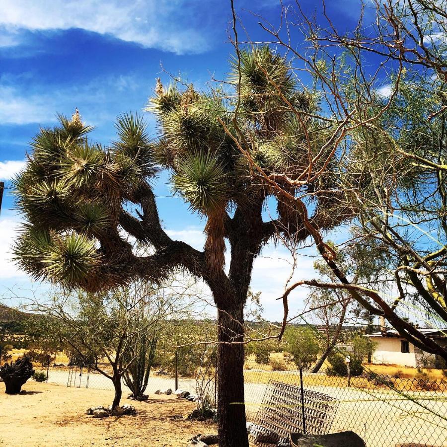 Popular Homestead! Location, Stargaze, Views! Joshua Tree Exteriér fotografie